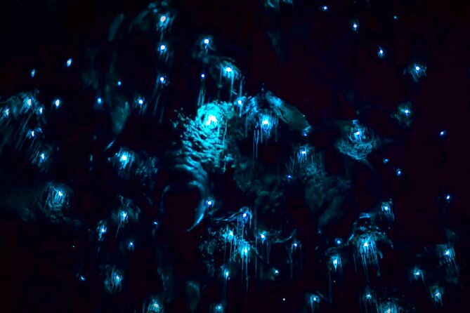 Blue Mountains Hiking Glow worms Cave Wildlife Spotlighting Night Adventure - Wildlife spotlighting: how the tour finds more than glow worms