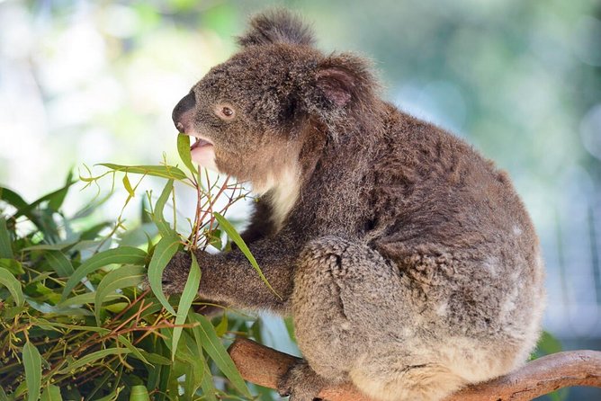 Blue Mountains | Koalas, Kangaroos & Bondi Beach Private Tour - Bondi Beach in the final 30 minutes: what you can realistically do