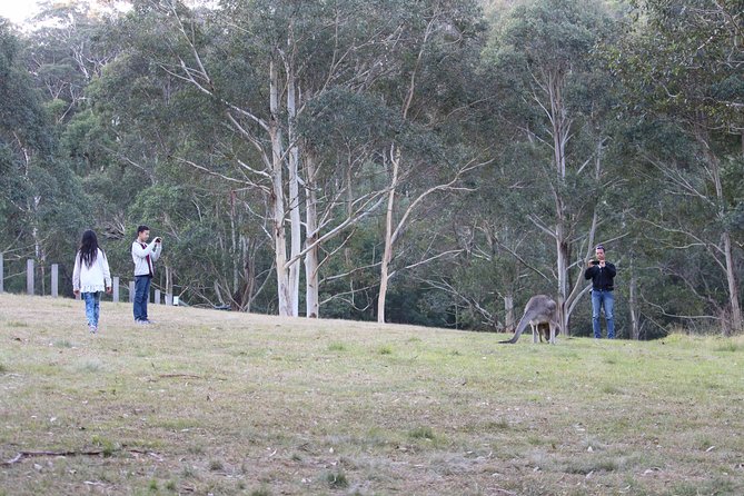 Blue Mountains Private Charter - Stop 4: Blackheath lookout choices over the Grose Valley