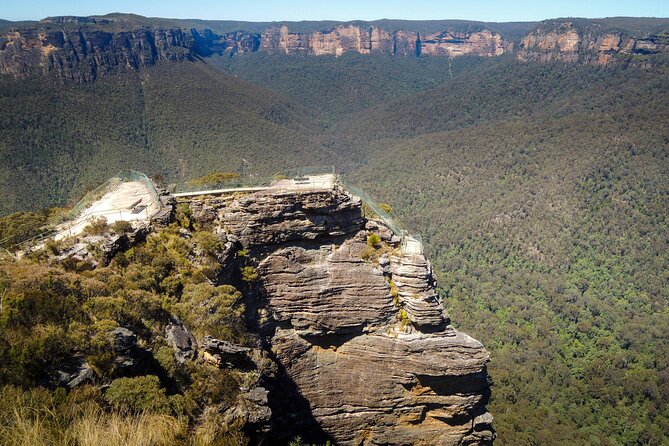 Blue Mountains Private Charter - Wildlife chances in Glenbrook National Park, kangaroos and koalas