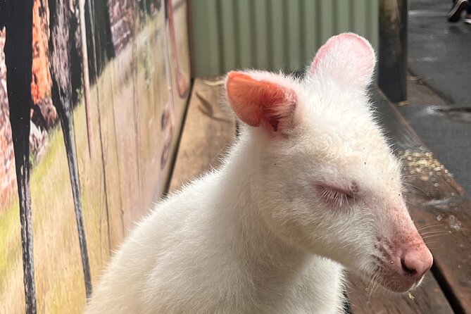Blue Mountains Private Tour (Featherdale & Scenic World optional) - Featherdale Sydney Wildlife Park: A Short Animal Visit That Works