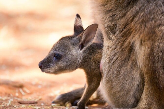 Blue Mountains Private Tour | Koala, Kangaroo, & Waterfalls Day - Lincoln’s Rock and the Jamison Valley finale