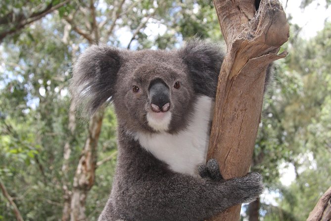 Blue Mountains Private Tour with Kangaroo and Koala Experience - Featherdale kangaroos and koalas: the highlight that actually feels personal