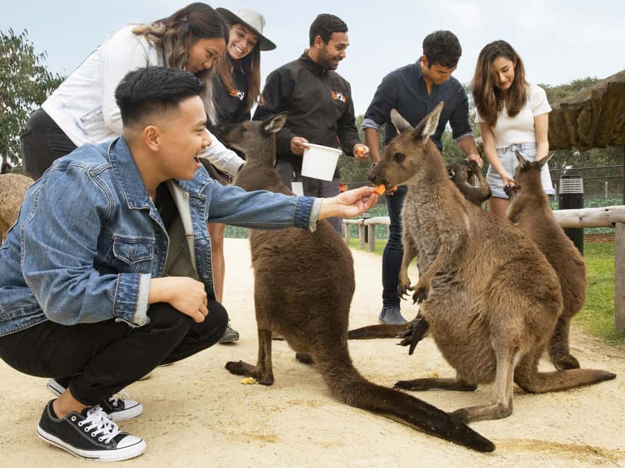 Blue Mountains Tour w/Lunch: Scenic World, Zoo & Koala Photo - Price and Logistics: Is $176 Worth It for Your Blue Mountains Day?