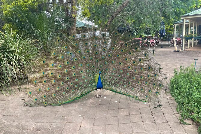 Blue Mountains Wildlife Full-Day Sights and Hiking from Sydney - Value check: what you pay for and what you actually get