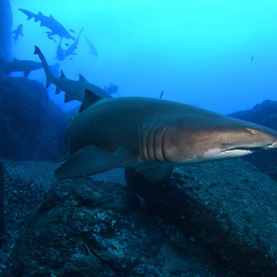 Bondi: Shark Dive at Bushrangers Bay for Certified Divers - Key things to know before you go