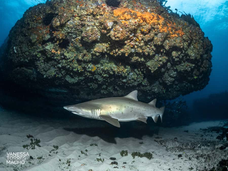 Bondi: Shark Dive at Bushrangers Bay for Certified Divers - Why Bushrangers Bay is the star of the day