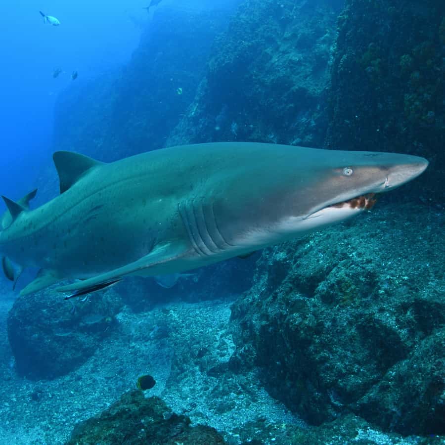 Bondi: Shark Dive at Bushrangers Bay for Certified Divers - First shore session: getting positioned for grey nurse shark time