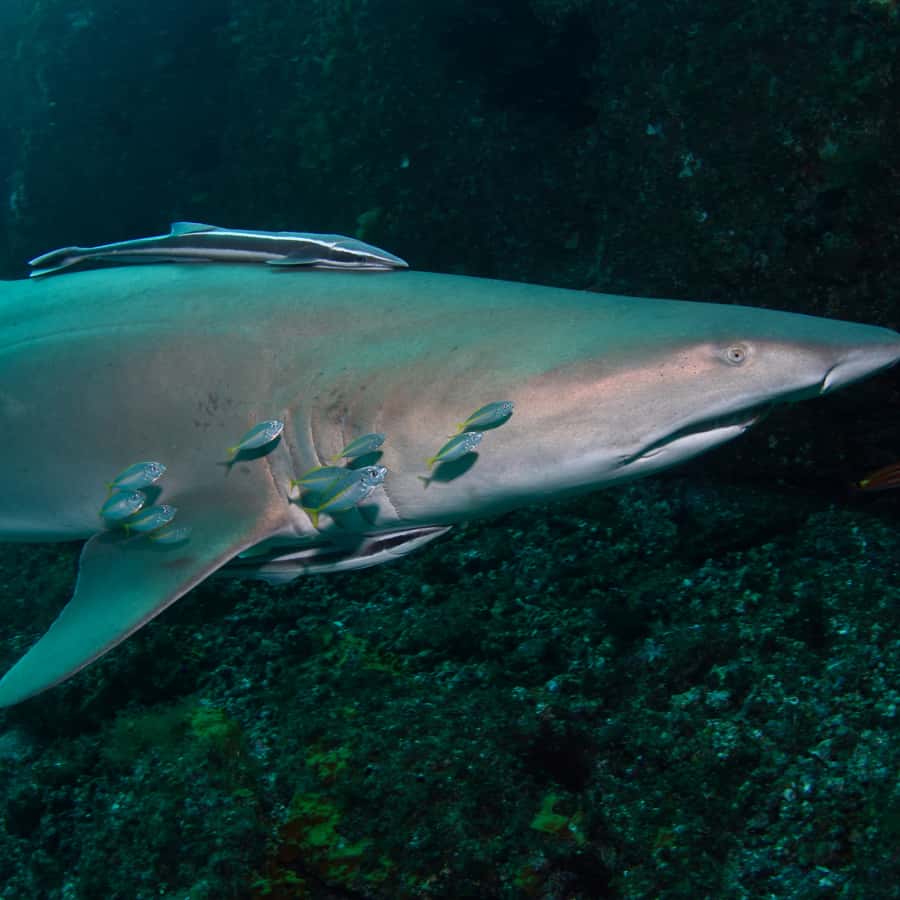 Bondi: Shark Dive at Bushrangers Bay for Certified Divers - Second shore session: making the most of your second chance