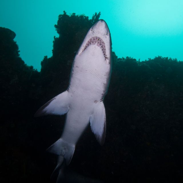 Bondi: Shark Dive at Bushrangers Bay for Certified Divers - Price and value: why $272 can make sense here
