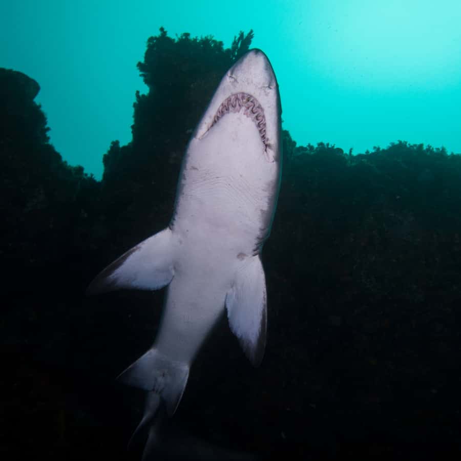 Bondi: Shark Dive at Bushrangers Bay for Certified Divers - Who this is for, and who should skip it