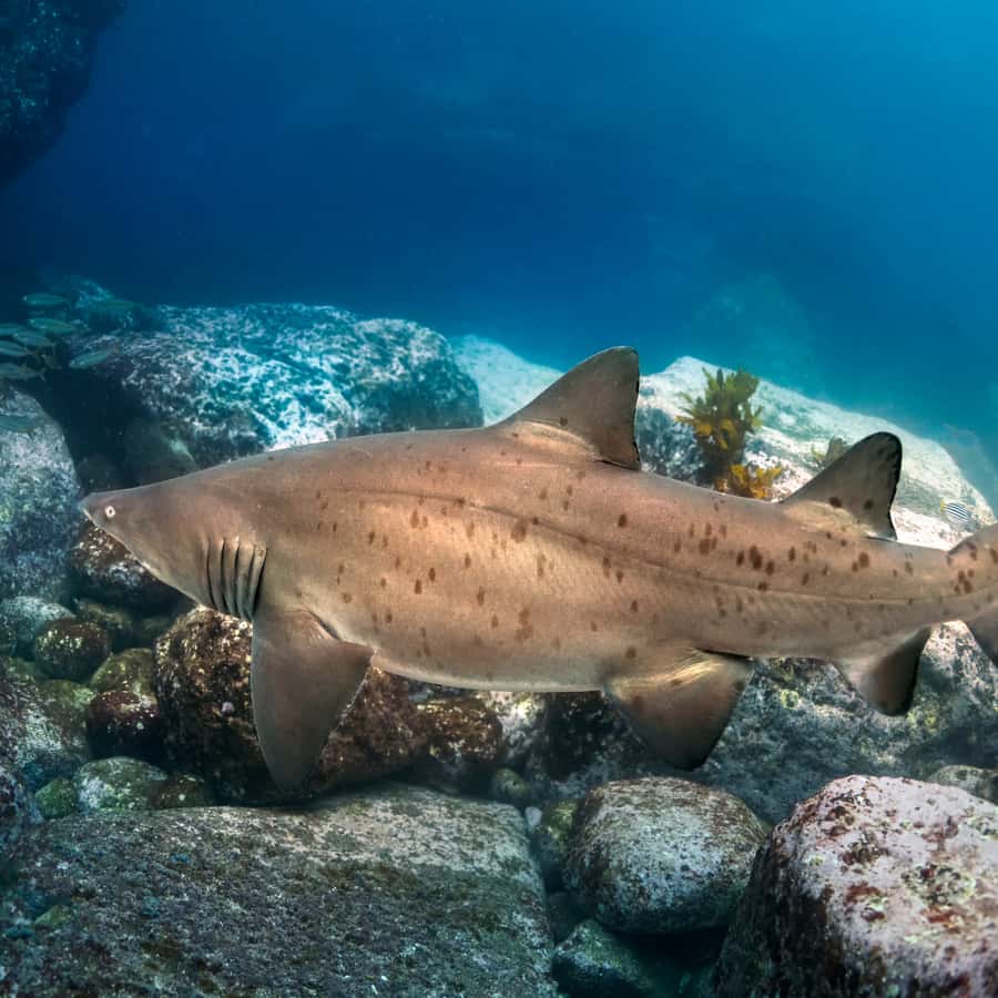 Bondi: Shark Dive at Bushrangers Bay for Certified Divers - Bondi to Shellharbour: the calm logistics that make it easier