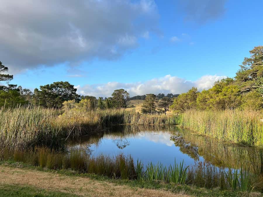 Bowral Honey Farm Tour, Honey Tasting & morning Tea - Safety briefing and veil time: how you watch bees up close without panicking