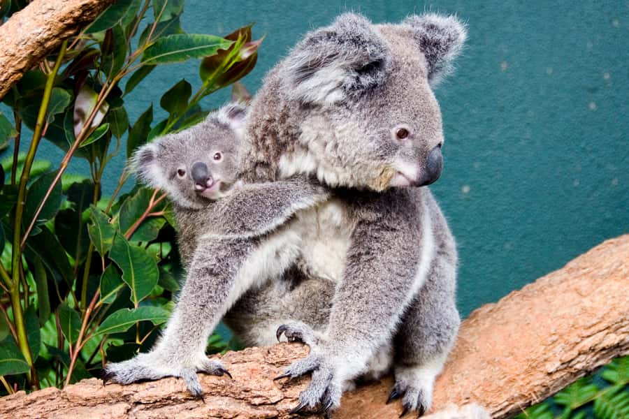 Breakfast with Koalas at WILD LIFE Zoo Darling Harbour - The 7:30 highlights tour with a WILDLIFE Keeper