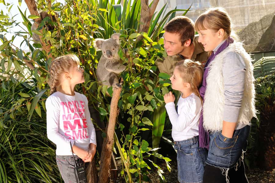 Breakfast with Koalas at WILD LIFE Zoo Darling Harbour - After 9:30, use your full-day zoo entry wisely