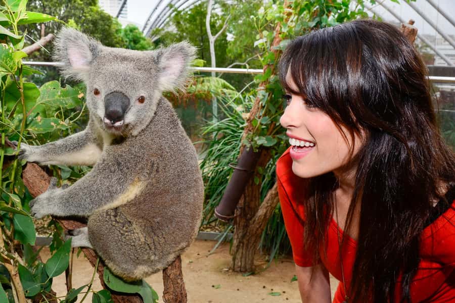 Breakfast with Koalas at WILD LIFE Zoo Darling Harbour - Food, photos, and the $63 value check for a morning you can remember