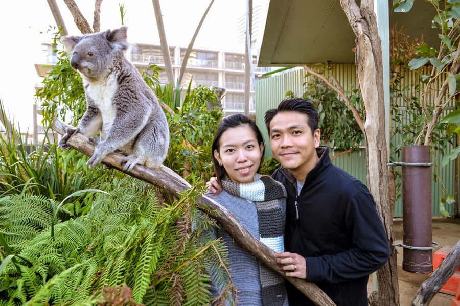 Breakfast with Koalas at WILD LIFE Zoo Darling Harbour - Should you book the koala breakfast at WILD LIFE Sydney Zoo?