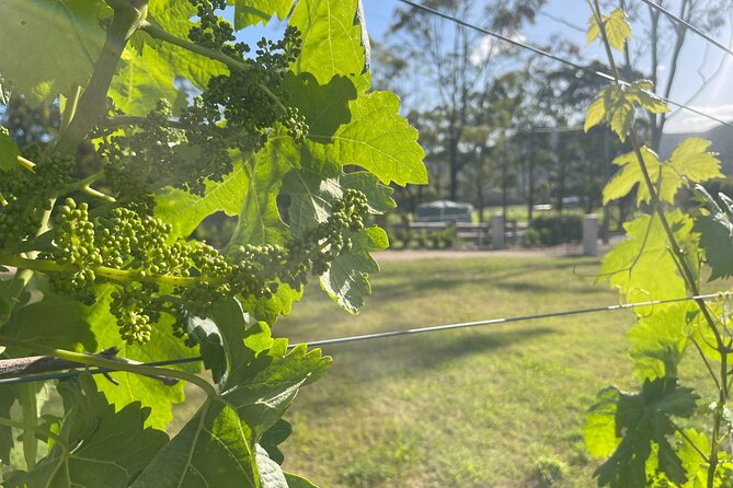 Cael’s Gate Wine and Cheese Tasting in Hunter Valley - The wines and cheese pairing, and why it feels worth it