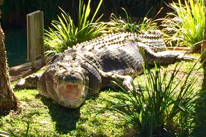 Central Coast Private Tour From Sydney, with Australian Reptile Park Option - Ettalong Beach and the Ettalong Club lunch break
