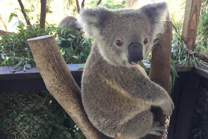 Central Coast Private Tour From Sydney, with Australian Reptile Park Option - Old Wyong Milk Factory: cheese and chocolate that actually feels local