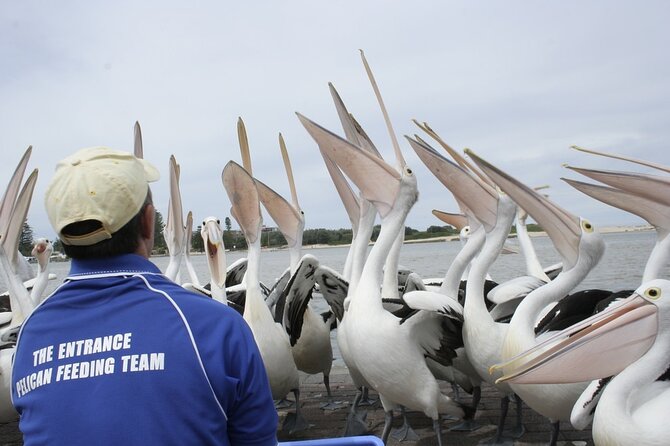 Central Coast Private Tour From Sydney, with Australian Reptile Park Option - The Entrance and the pelican feeding: an easy, memorable waterfront moment