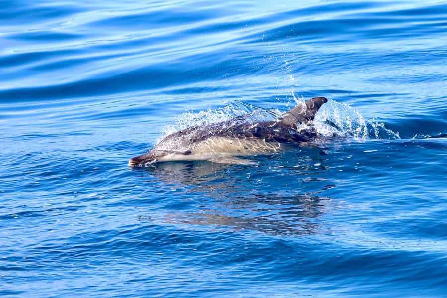 Coastal 2.5-hour Adventure Boat Tour from Newcastle - Key highlights worth aiming for