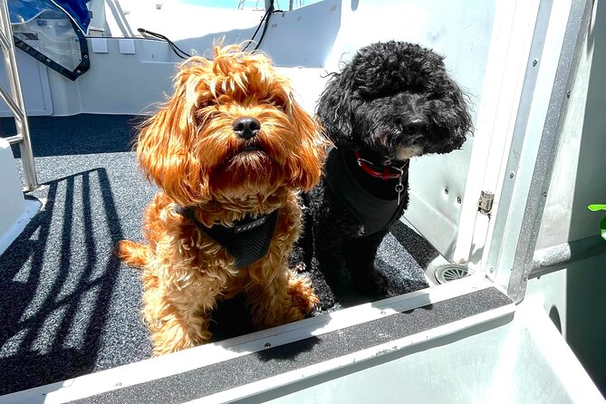 Dogs on Deck Harbour Cruise - Key highlights to clock before you go