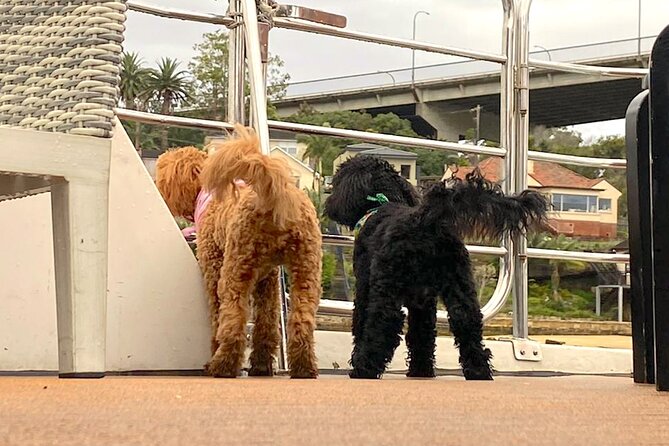 Dogs on Deck Harbour Cruise - Dog rules that keep the cruise friendly (and comfortable)