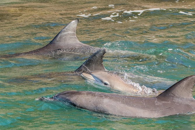 Dolphin Watch + Sailing - Port Stephens - What Coffee or Tea Adds to the Ride