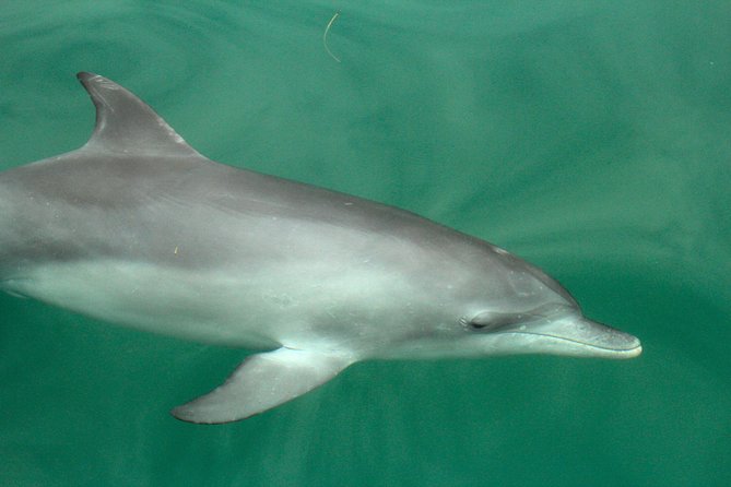 Dolphin Watch + Sailing - Port Stephens - Who This Dolphin Watch + Sailing Tour Fits Best