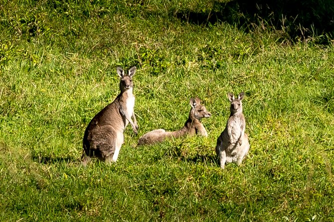 Escape Sydney: Sea Cliff Bridge, Wildlife, Kiama Coast Private - Why the Kiama Coast feels worlds away from Sydney