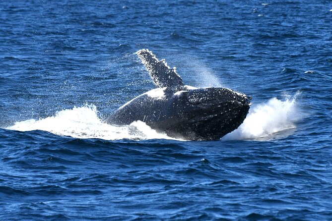 Escape Sydney: Sea Cliff Bridge, Wildlife, Kiama Coast Private - The drive through a second-oldest internationally listed national park