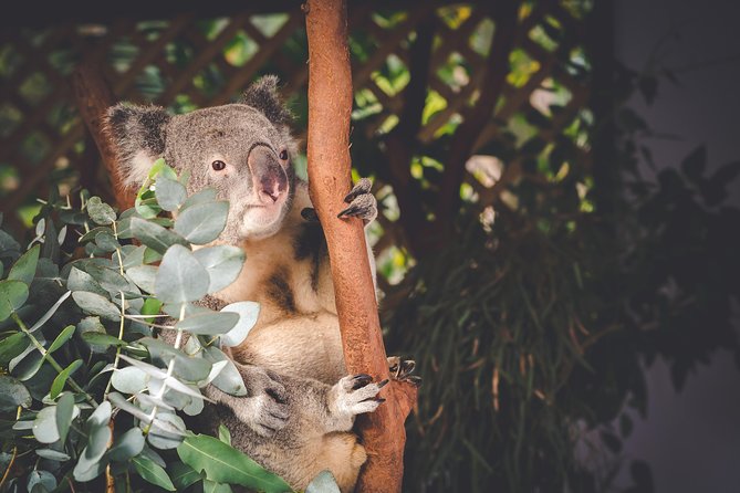 Exclusive Blue Mountains Wildlife and Bushwalk Tour From Sydney - Wentworth Falls bushwalk: the part that requires real shoes