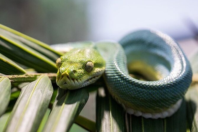 Featherdale Wildlife Park with Exclusive Private Transfers - Featherdale in a Half-Day: What This Private Package Really Does