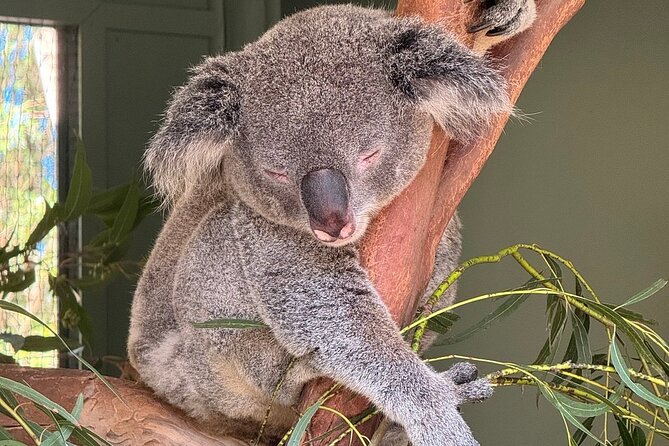 Featherdale Wildlife Park with Exclusive Private Transfers - Animal encounters you’ll likely care about most