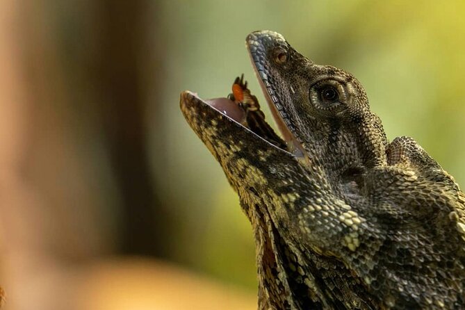 Featherdale Wildlife Park with Exclusive Private Transfers - Private transfers, bottled water, and why it matters in Sydney