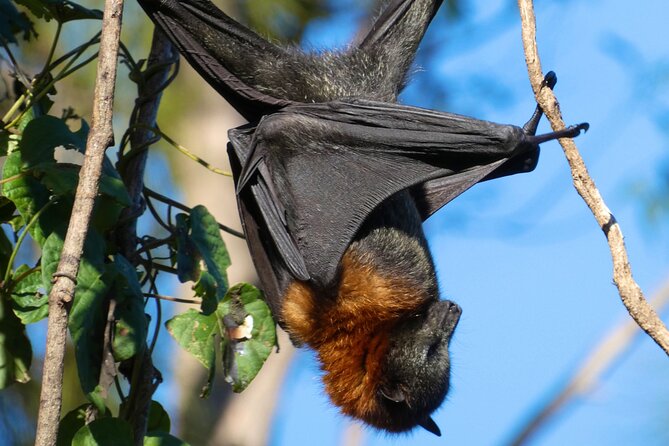 Flying Fox Experience, Thousands of Australia's Largest Bat - Watching Australia’s biggest flying fox colony at eye level