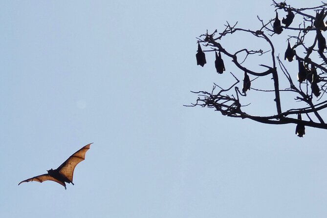 Flying Fox Experience, Thousands of Australia's Largest Bat - Timing and what to wear for bat viewing around Sydney