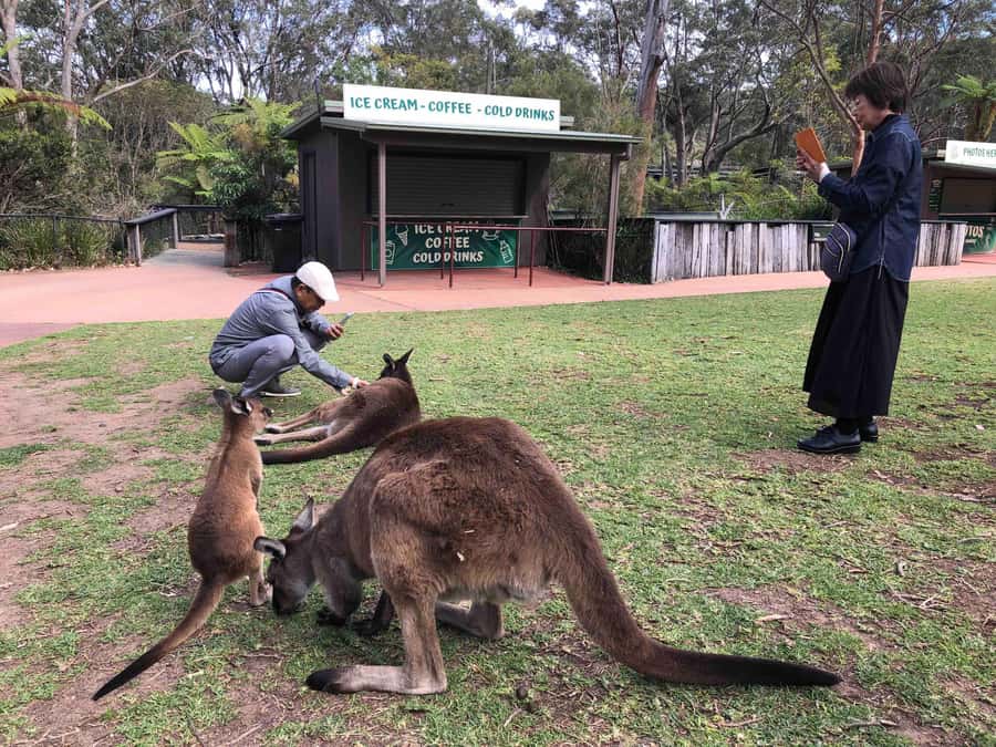 From Haymarket: Hunter Valley Wine and Wildlife Day Trip - Hunter Valley in a day: what you’re really signing up for