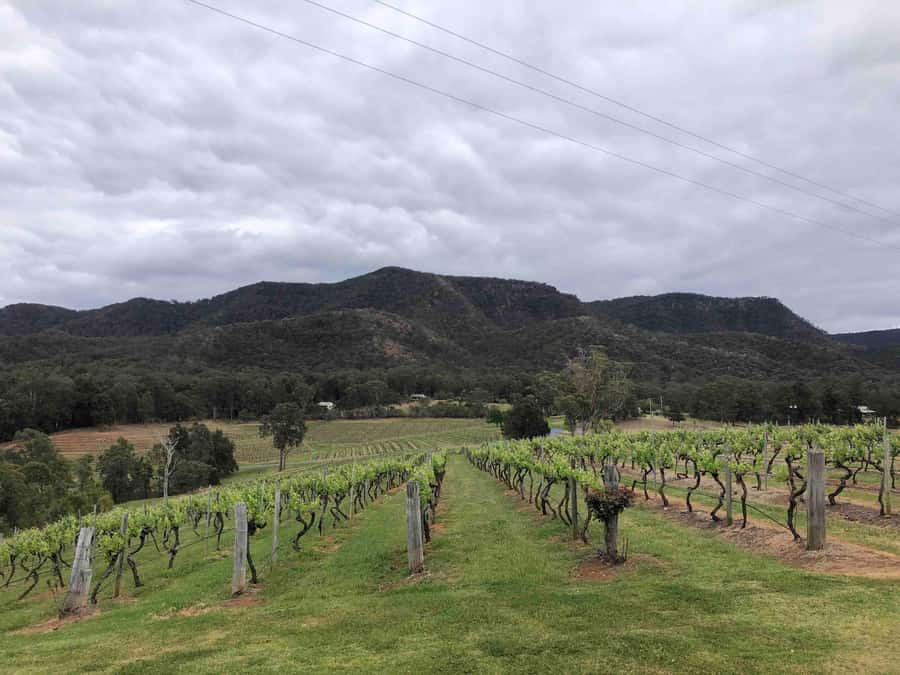 From Haymarket: Hunter Valley Wine and Wildlife Day Trip - The vineyard plan: how the two boutique stops are matched to your tastes