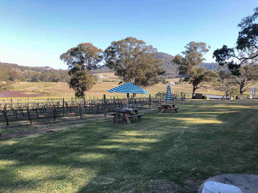 From Haymarket: Hunter Valley Wine and Wildlife Day Trip - Optional structured wine tasting: how to decide if it’s worth it