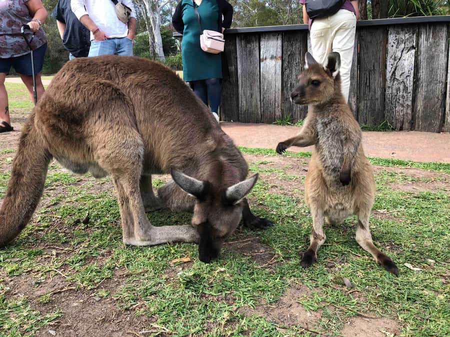 From Haymarket: Hunter Valley Wine and Wildlife Day Trip - Getting there in comfort: the minibus setup from Haymarket