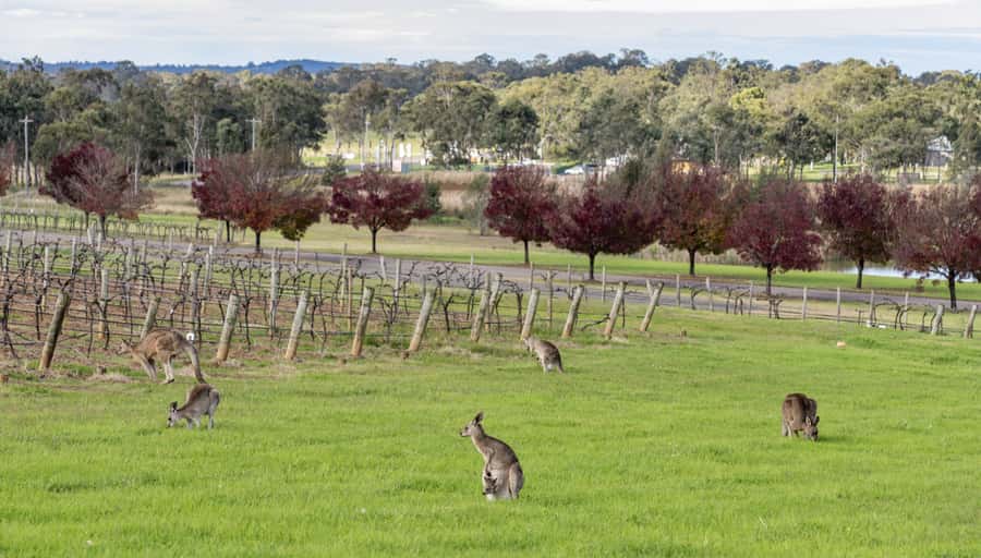 From Sydney: All Inclusive Boutique Hunter Valley Wine Tour - A Small-Group Hunter Valley Day From Sydney