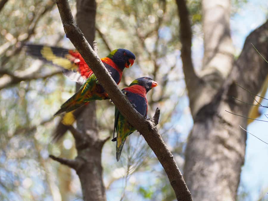 From Sydney: Australian Wildlife Safari with Lunch & Dinner - Key highlights you should care about