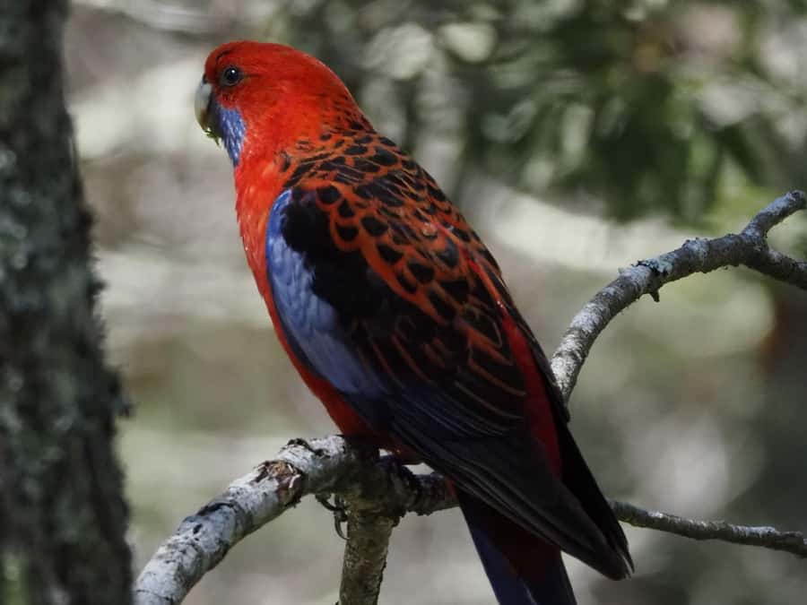 From Sydney: Australian Wildlife Safari with Lunch & Dinner - From Circular Quay To the Southern Highlands: The Wildlife Hunt Starts Early