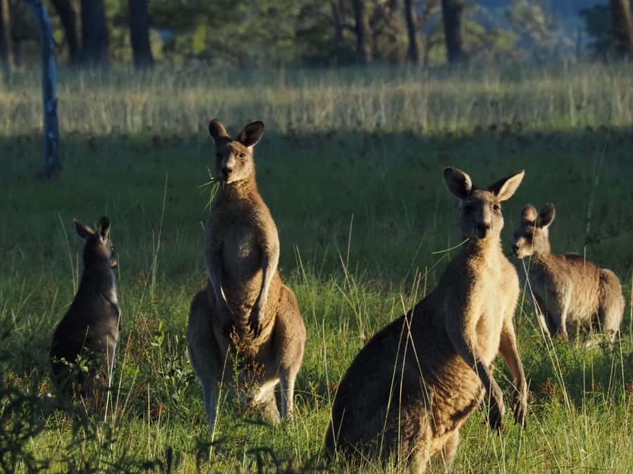 From Sydney: Australian Wildlife Safari with Lunch & Dinner - Kangaroos, Wallabies, and the Platypus Question at Golden Hour