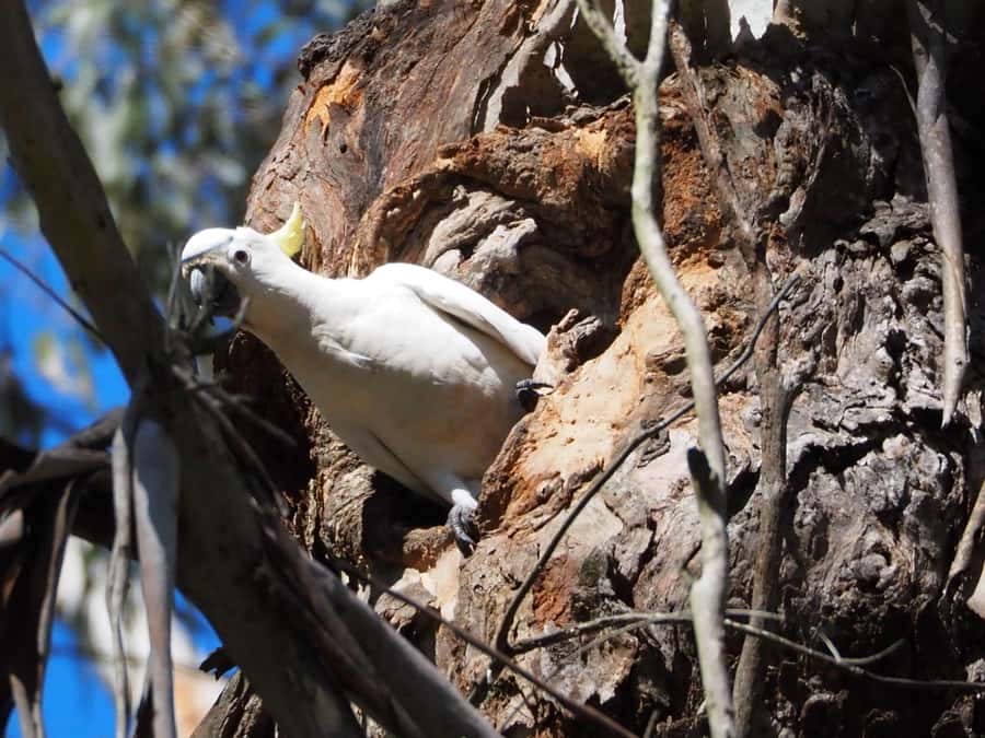 From Sydney: Australian Wildlife Safari with Lunch & Dinner - What You Can Expect After Dark: Wombats, Possums, and Feathertail Gliders