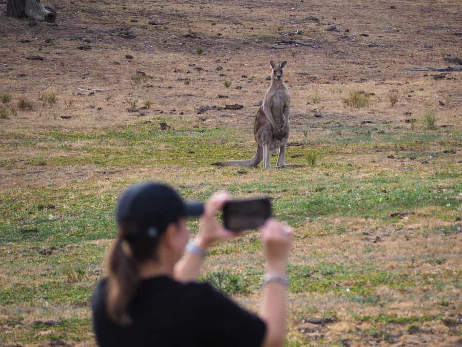 From Sydney: Australian Wildlife Safari with Lunch & Dinner - Price and Value: Why $300 Makes Sense for What’s Included