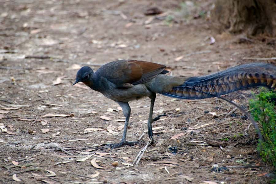 From Sydney: Australian Wildlife Safari with Lunch & Dinner - Who This Safari Fits Best (And Who Might Want to Skip)