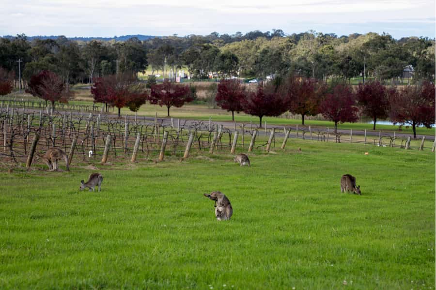 From Sydney: Award-Winning Hunter Valley Wine & Cheese Tour - Should You Book It? My Straight Answer